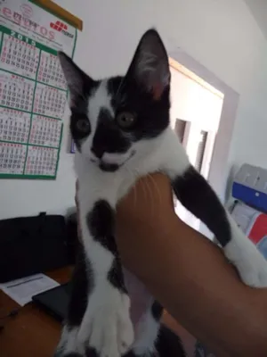 Gato raça SRD idade 2 a 6 meses nome Maribel