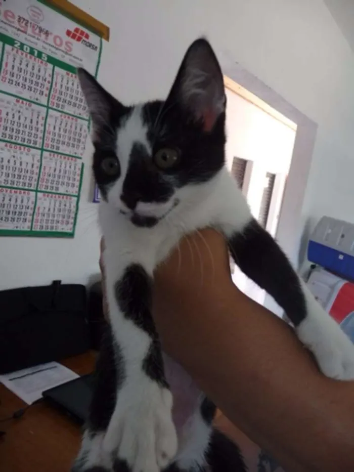 Gato ra a SRD idade 2 a 6 meses nome Maribel