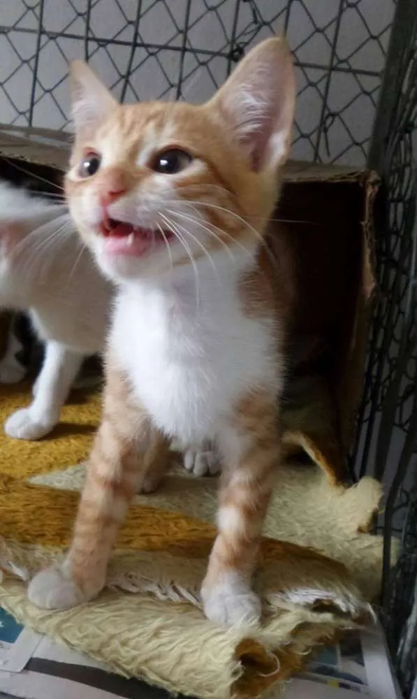 Gato raça SRD idade 2 a 6 meses nome Quincas