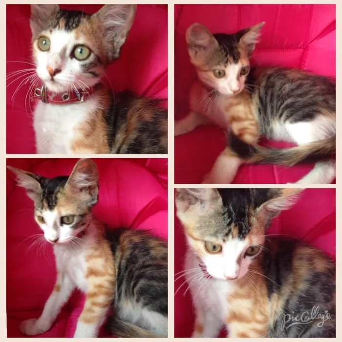 Gato raça Sem raça  idade 2 a 6 meses nome Lili e Ben 