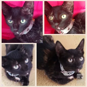 Gato raça Sem raça  idade 2 a 6 meses nome Lili e Ben 