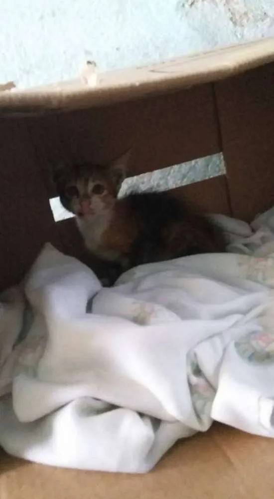 Gato ra a SRD idade 2 a 6 meses nome Filhote