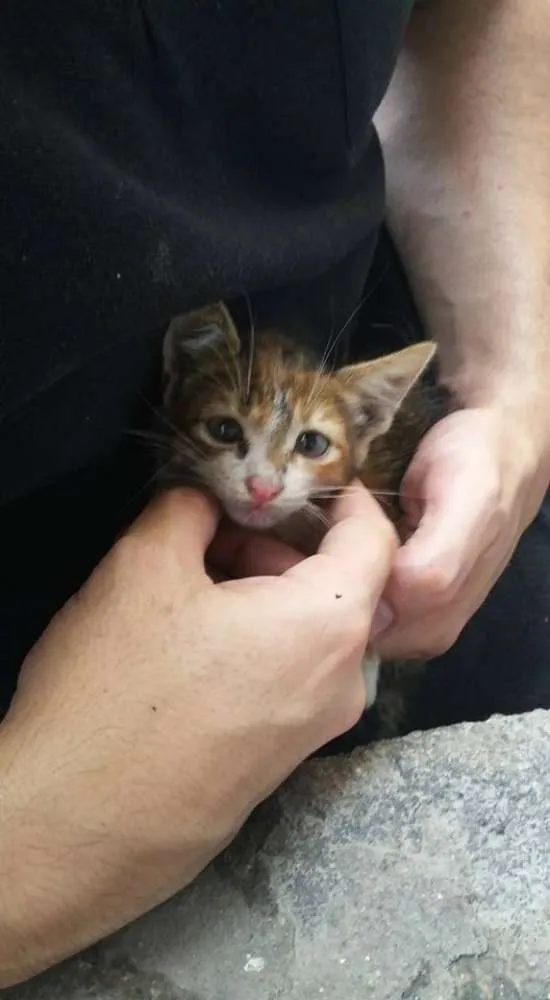 Gato ra a SRD idade 2 a 6 meses nome Filhote