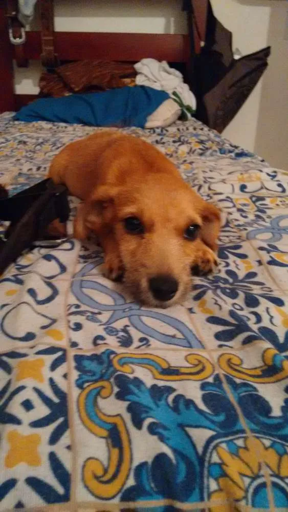 Cachorro ra a RND idade 2 a 6 meses nome Saú