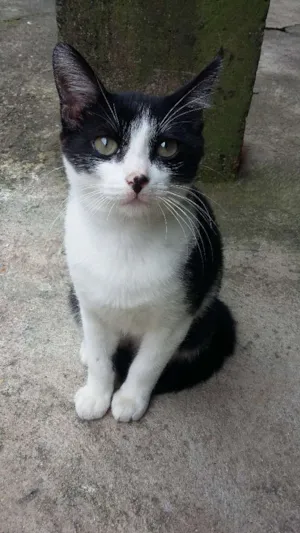 Gato raça  idade 2 a 6 meses nome Pérola 