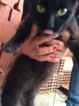Pretinha