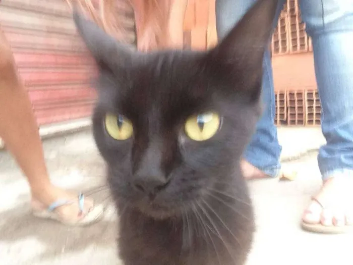 Gato ra a  idade 7 a 11 meses nome Pretinha