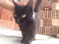 Pretinha