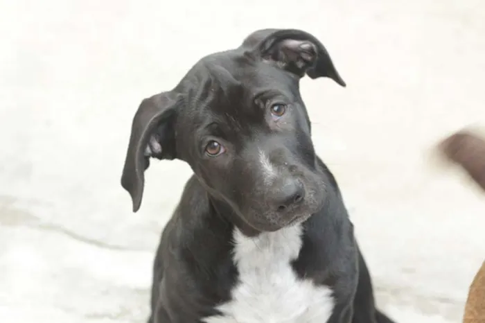 Cachorro ra a Labrador mestiço idade 2 a 6 meses nome Barão
