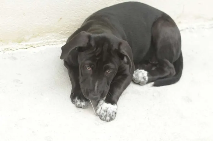 Cachorro ra a Labrador mestiço idade 2 a 6 meses nome Barão