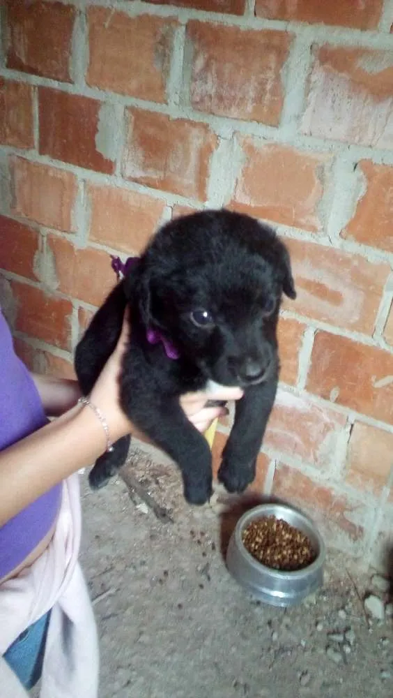 Cachorro ra a SRD idade Abaixo de 2 meses nome Sem nome