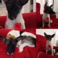 Raposa