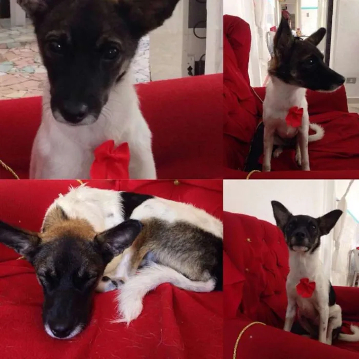 Cachorro ra a Indefinida idade 2 a 6 meses nome Raposa