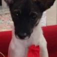 Raposa