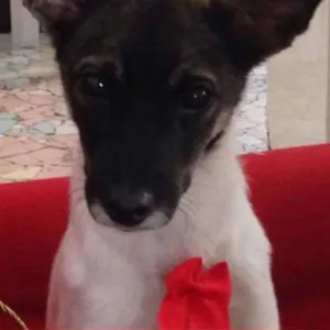 Cachorro raça Indefinida idade 2 a 6 meses nome Raposa