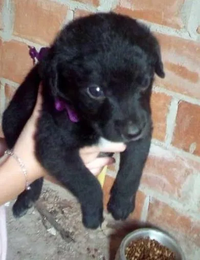 Cachorro ra a SRD idade Abaixo de 2 meses nome Sem nome