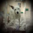 Belinha GRATIFICA