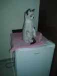 não tem
