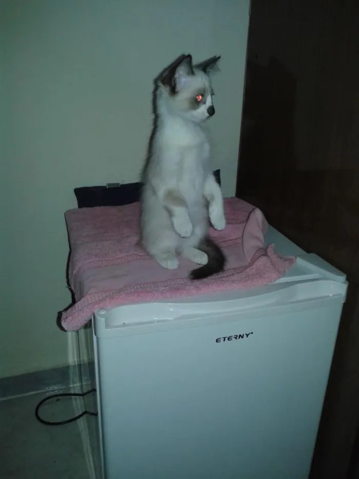 Gato ra a vira lata idade 2 a 6 meses nome não tem