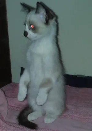 Gato raça vira lata idade 2 a 6 meses nome não tem