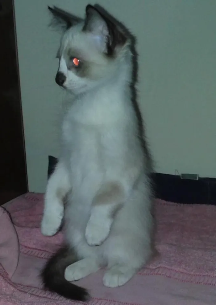 Gato ra a vira lata idade 2 a 6 meses nome não tem