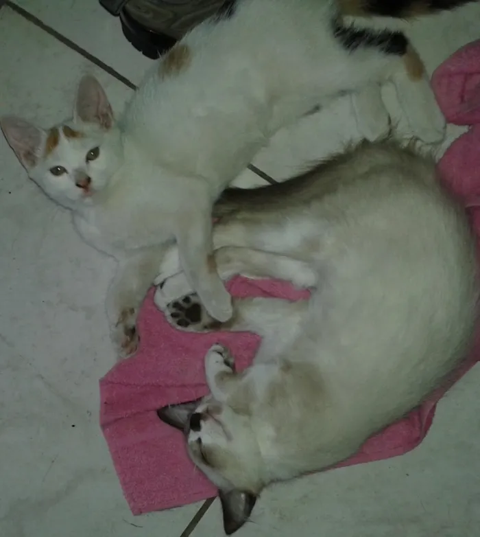 Gato ra a virá lata idade 2 a 6 meses nome belinha