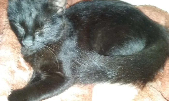 Gato ra a Sem raça definida idade 2 a 6 meses nome Isabel 