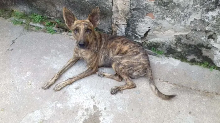 Cachorro ra a SRD idade 2 anos nome antonio e tequila