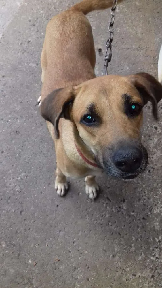 Cachorro ra a SRD idade 2 anos nome antonio e tequila