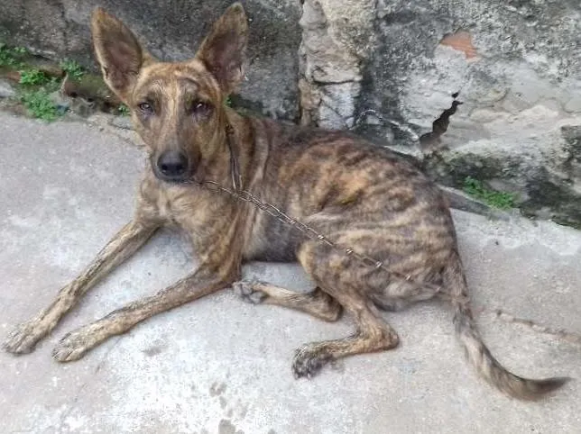 Cachorro ra a SRD idade 2 anos nome antonio e tequila