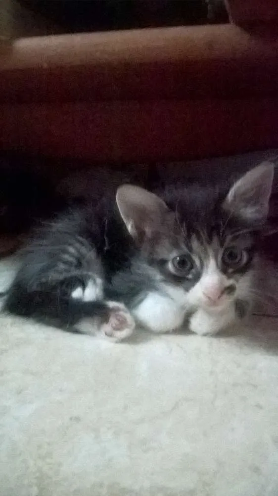Gato raça mestiços idade Abaixo de 2 meses nome sem nomes ainda
