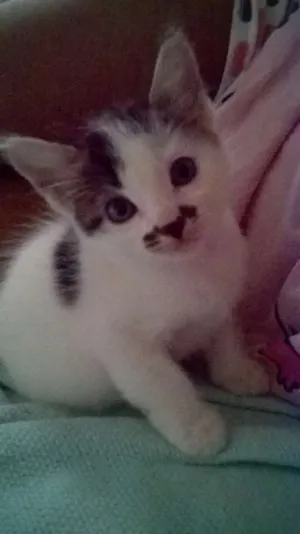 Gato raça mestiços idade Abaixo de 2 meses nome sem nomes ainda