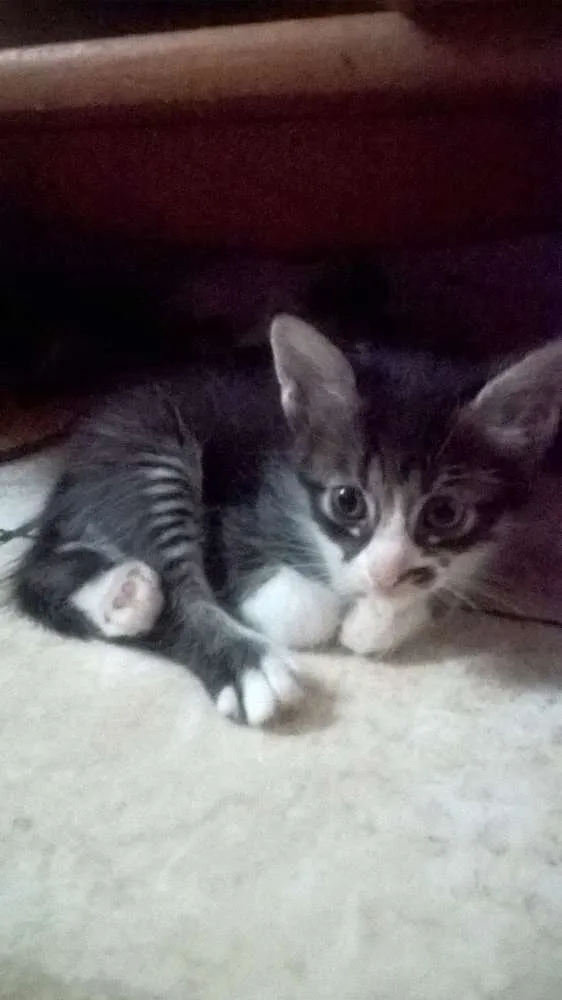 Gato raça mestiços idade Abaixo de 2 meses nome sem nomes ainda