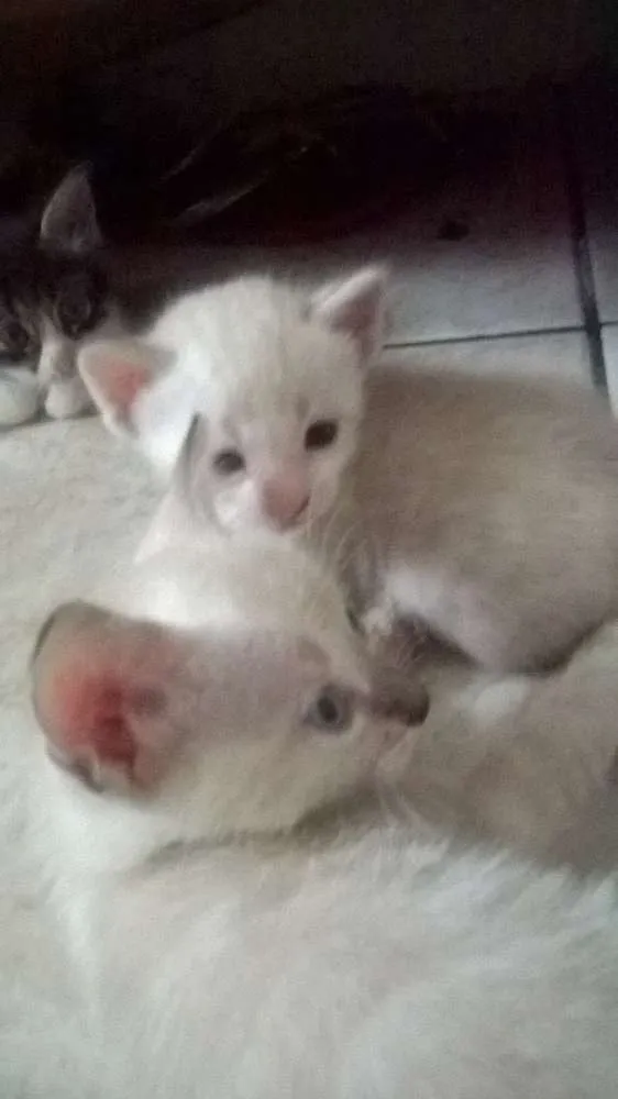 Gato raça mestiços idade Abaixo de 2 meses nome sem nomes ainda