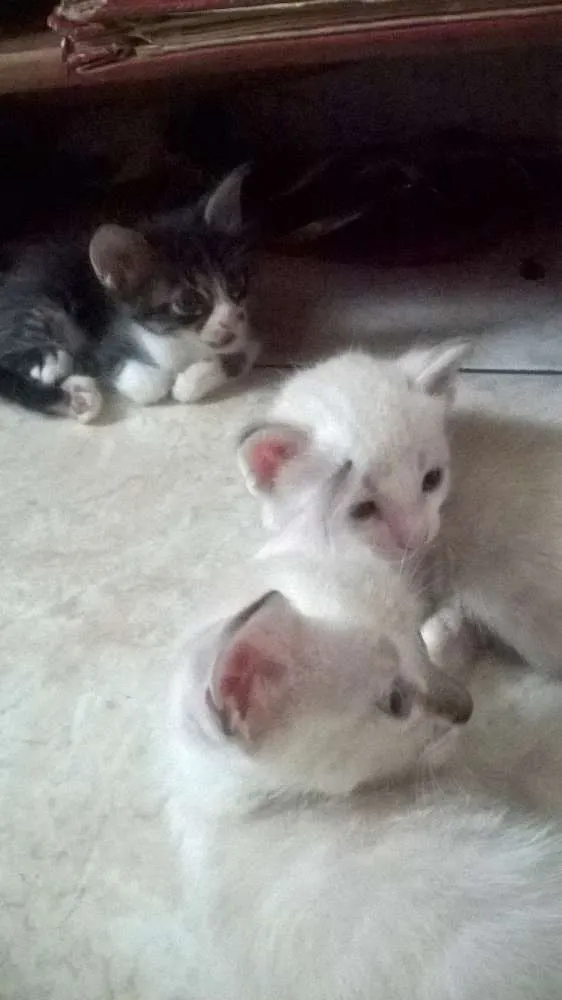 Gato raça mestiços idade Abaixo de 2 meses nome sem nomes ainda