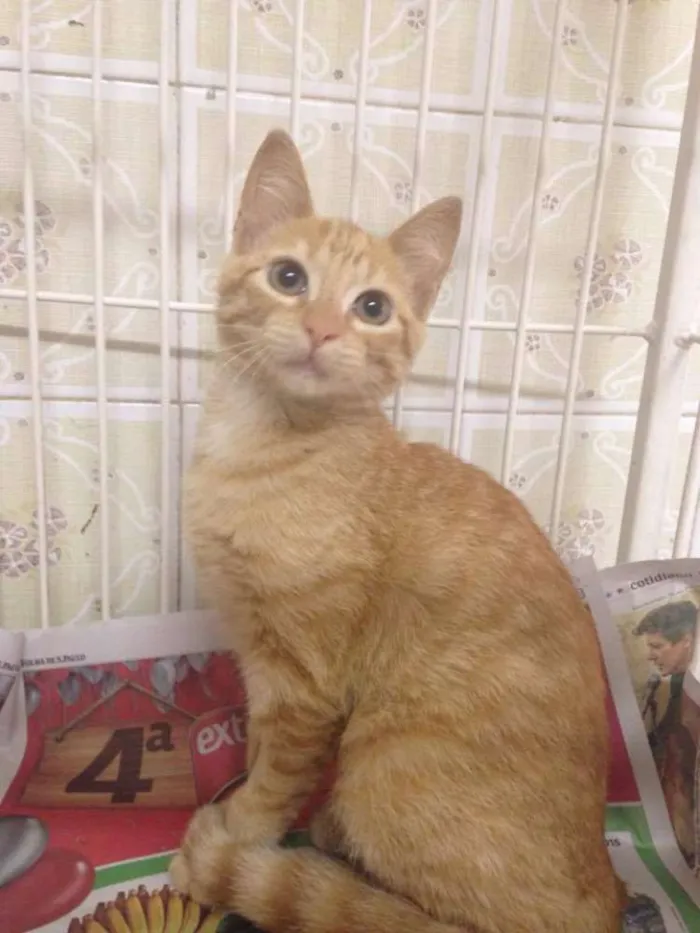 Gato ra a SRD idade 2 a 6 meses nome Honey