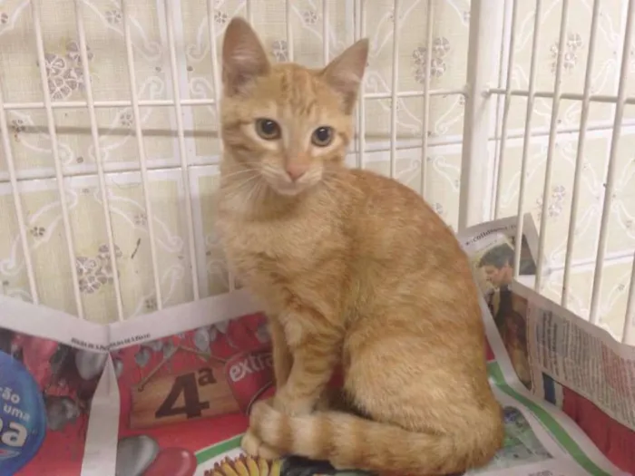 Gato ra a SRD idade 2 a 6 meses nome Honey