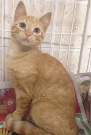 Gato raça SRD idade 2 a 6 meses nome Honey
