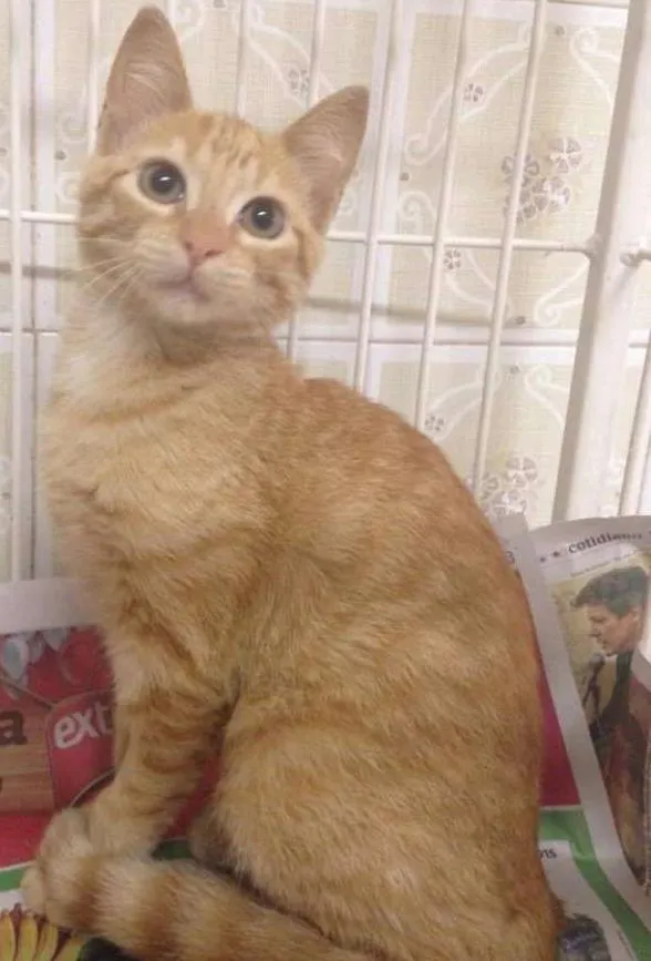 Gato ra a SRD idade 2 a 6 meses nome Honey