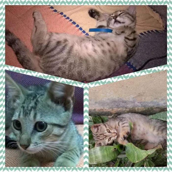 Gato ra a SRD idade 7 a 11 meses nome Jamelão