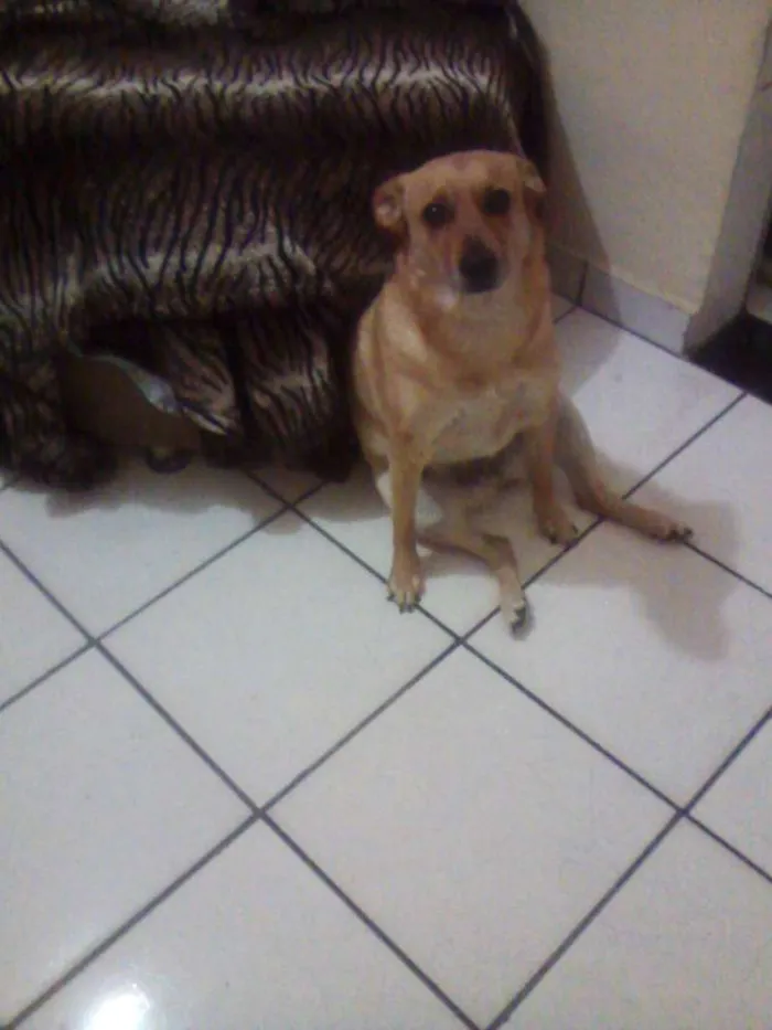 Cachorro ra a sem raça idade 3 anos nome sophi