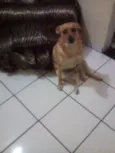 sophi