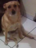 sophi