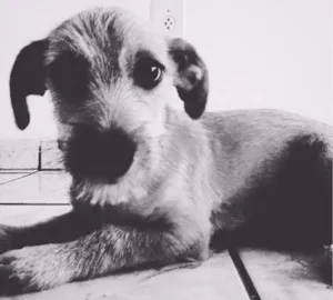 Cachorro raça vira lta idade 2 a 6 meses nome zé