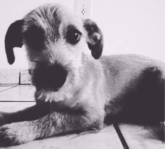 Cachorro ra a vira lta idade 2 a 6 meses nome zé