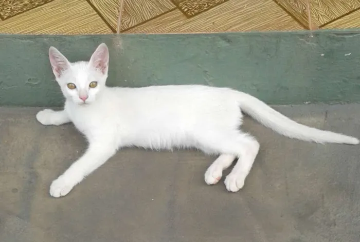 Gato ra a Vira Lata idade 2 a 6 meses nome Costelinha