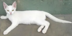 Gato raça Vira Lata idade 2 a 6 meses nome Costelinha