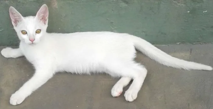 Gato ra a Vira Lata idade 2 a 6 meses nome Costelinha