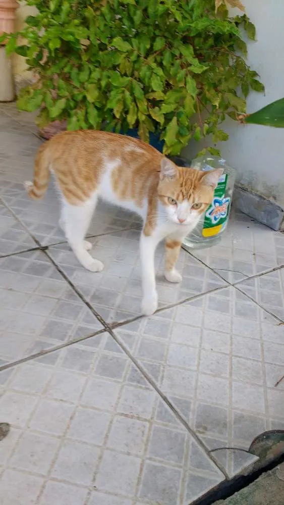 Gato raça Gato idade 2 a 6 meses nome Galego