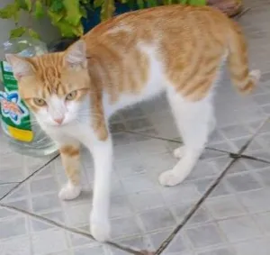 Gato raça Gato idade 2 a 6 meses nome Galego